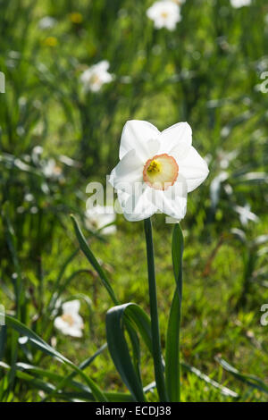 Narcissus 'High Society', a large cupped daffodil with creamy white flowers and a cream cup rimmed with pink, RHS Wisley Gardens Stock Photo