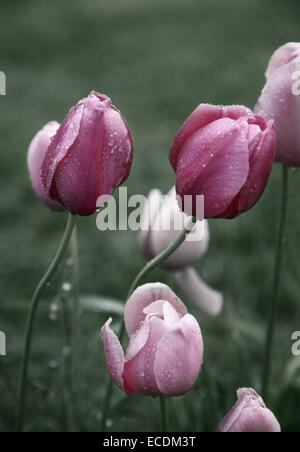 Pink tulips with water drops Stock Photo