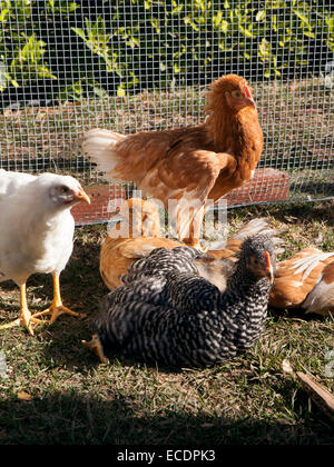 Backyard chickens sunbathing in a poultry run.