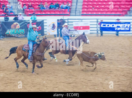 Cowboys Participating in a Calf roping Competition at the Indian national finals rodeo held in Las Vegas, Stock Photo