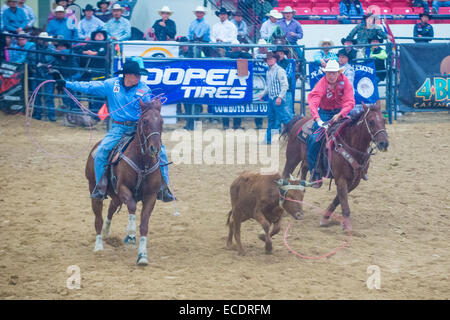 Cowboys Participating in a Calf roping Competition at the Indian national finals rodeo held in Las Vegas, Stock Photo