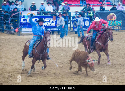 Cowboys Participating in a Calf roping Competition at the Indian national finals rodeo held in Las Vegas, Stock Photo