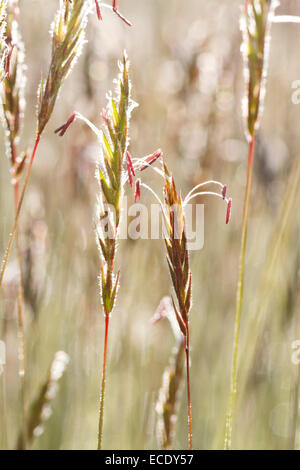 Sweet Vernal Grass (Anthoxanthum odoratum) flowering. Powys, Wales. May. Stock Photo