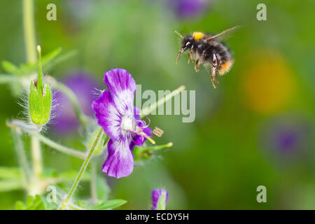 Early Bumblebee (Bombus pratorum) worker in flight after feeding on Dusky Cranesbill  (Geranium phaeum) in a garden. Stock Photo