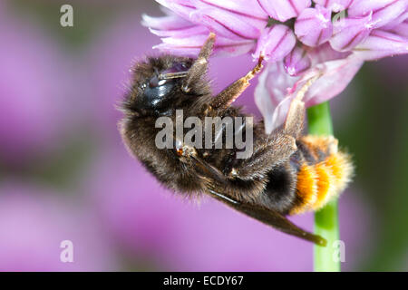 Hill Cuckoo Bumblebee (Bombus rupestris) adult female feeding on Chives in a garden. Powys, Wales. June. Stock Photo