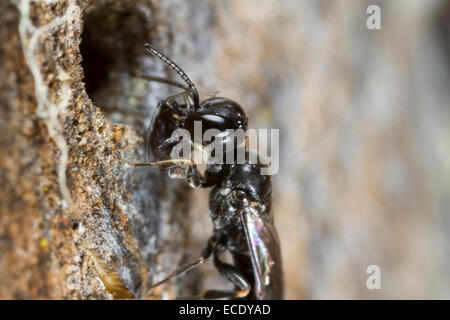 Aphid Wasp (Passaloecus sp.) female at the nest entrance with an aphid prey. Powys, Wales. June. Stock Photo