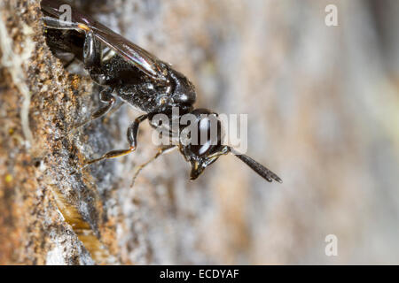 Aphid Wasp (Passaloecus sp.) female at the nest entrance. Powys, Wales. June. Stock Photo