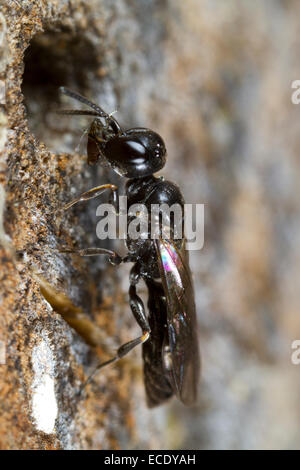 Aphid Wasp (Passaloecus sp.) female at the nest entrance with an aphid prey. Powys, Wales. June. Stock Photo
