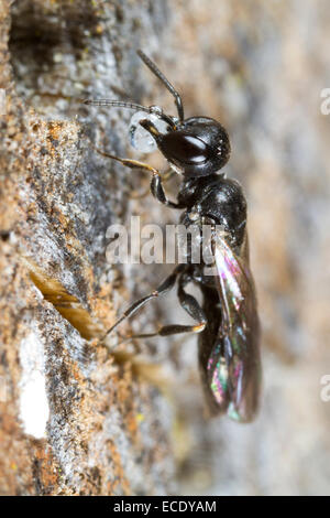 Aphid Wasp (Passaloecus sp.) female sealing the nest entrance with resin. Powys, Wales. June. Stock Photo