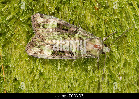 Green Arches (Anaplectoides prasina) adult resting on moss. Powys, Wales. July. Stock Photo