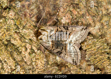 Nut-tree Tussock (Colocasia coryli) adult resting bark. Powys, Wales. July. Stock Photo