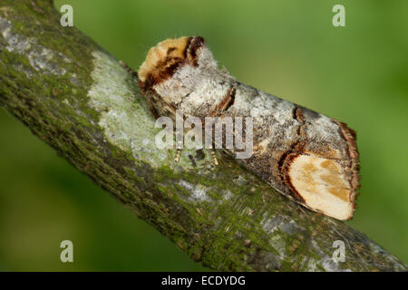 Buff-tip (MPhalera bucephala) adult resting on branch. Powys, Wales. July. Stock Photo