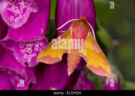 Small Elephant Hawk-moth (Deilephila porcellus) adult on foxglove. Powys, Wales. July. Stock Photo