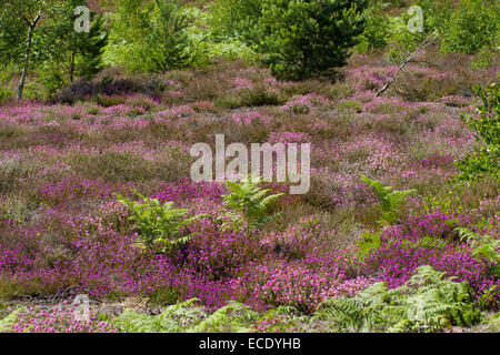 View of heathland habitat with Bell Heather (Erica cinerea) and Cross-leaved Heath (Erica tetralix) in flower, and Scots Pine. Stock Photo