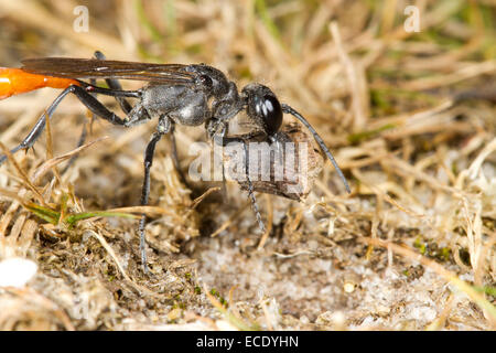 Heath Sand wasp (Ammophila pubescens) adult female closing her nest burrow with a piece of wood. Iping Common, Sussex, England. Stock Photo