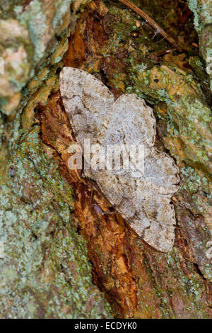 Willow Beauty (Peribatodes rhomboidaria) adult resting on bark. Powys, Wales. July. Stock Photo
