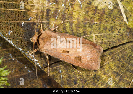 Heart and Dart (Agrotis exclamationis) adult moth on a tree stump. Powys, Wales. July. Stock Photo