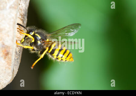 Tree Wasp (Dolichovespula sylvestris) adult worker in flight, arriving at the nest entrance with wood pulp for nest-building. Stock Photo