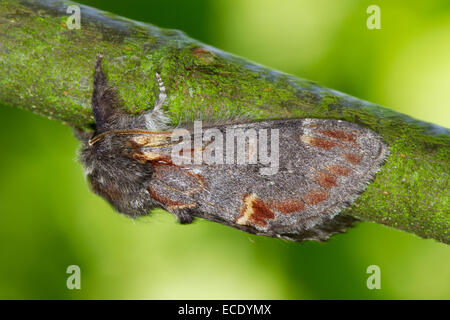 Iron Prominent (Notodonta dromedarius) adult moth on a tree branch. Powys, Wales. July. Stock Photo