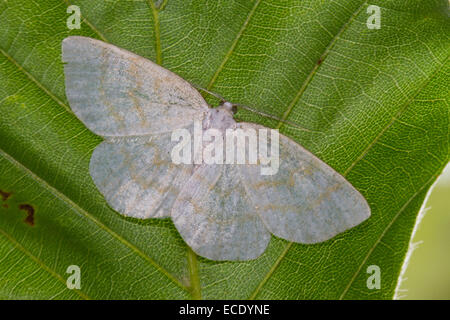 Common Wave (Cabera exanthemata) adult moth resting on a Beech leaf. Powys, Wales. July. Stock Photo