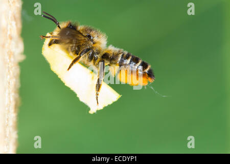 Patchwork Leaf-cutter bee (Megachile centuncularis) adult female in flight at nest entrance with a section of leaf. Stock Photo