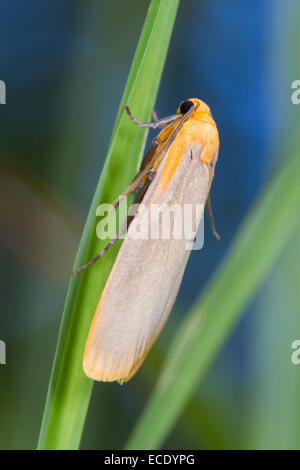Buff Footman (Eilema depressa) adult moth resting amongst grasses. Powys, Wales. July.