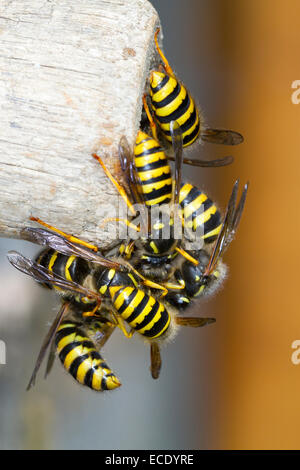 Tree Wasp (Dolicovespula sylvestris) adult males and new queens, mass emergence from the nest entrance. Powys, Wales. August. Stock Photo