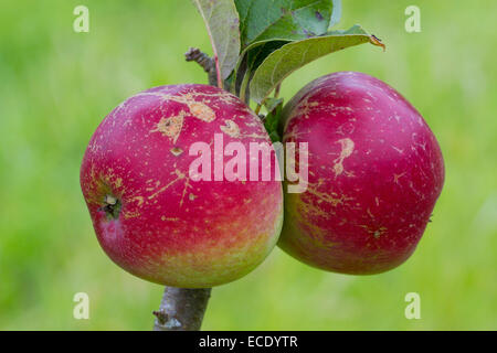 Cultivated apple (Malus domestica) variety ' Worcester Pearmain'. Ripe fruit on a tree in an Organic orchard. Powys, Wales. Augu Stock Photo