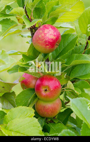 Cultivated apple (Malus domestica) variety ' Sunset'. Fruit on a tree in an Organic orchard. Powys, Wales. August. Stock Photo