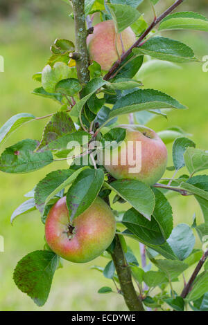 Cultivated apple (Malus domestica) variety 'Court Pendu Plat' or 'Wise Apple'. Fruit on a tree in an Organic orchard. Powys, Wal Stock Photo