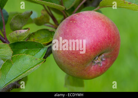 Cultivated apple (Malus domestica) variety 'Court Pendu Plat' or 'Wise Apple'. Fruit on a tree in an Organic orchard. Stock Photo