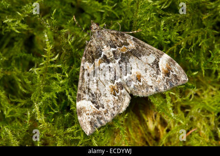 Common Marbled Carpet (Dysstroma truncata) adult moth resting on moss. Powys, Wales. September. Stock Photo