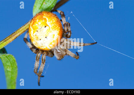 Four-spot Orb Weaver (Araneus quadratus) adult female spider resting with one leg on the trip-wire leading to the web. Stock Photo