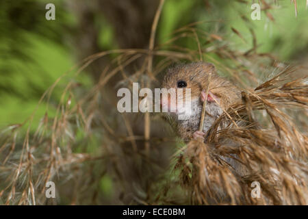 Eurasian Harvest Mouse, Zwergmaus, Zwerg-Maus, Maus, Mäuse, Halmkletterer, Greifschwanz, Micromys minutus, Rat Des Moissons Stock Photo