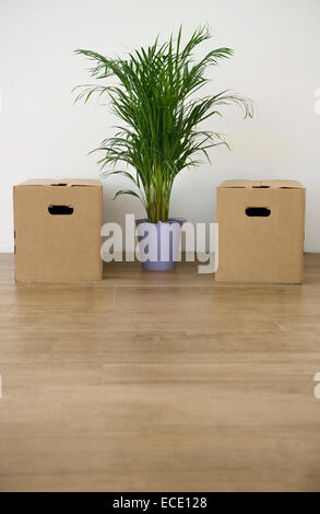 Palm tree plant pot cardboard box empty room Stock Photo