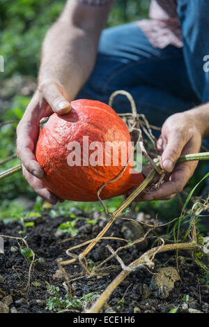 Man holding pumpkin squash gourd close-up Stock Photo