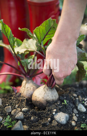 Earth garden harvest crop beet root hand Stock Photo