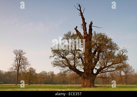 650-year-old oak on the floodplain meadows in early spring, Middle Elbe Biosphere Reserve, Dessau-Rosslau, Saxony-Anhalt Stock Photo