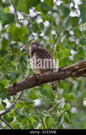Common Kestrel (Falco tinnunculus), juvenile, Burgenland, Austria Stock Photo