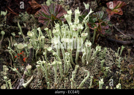 Lichens (Cladonia), trumpet-shaped, Store Mosse National Park, Smaland, Sweden Stock Photo