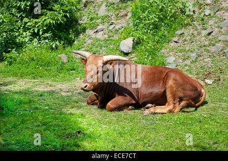 cow with long horns Watusi Stock Photo