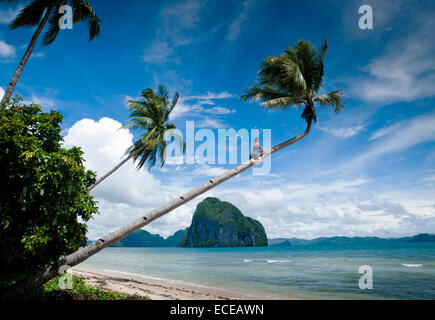 Philippines, Palawan province, El nido, Young woman climbing palm tree Stock Photo