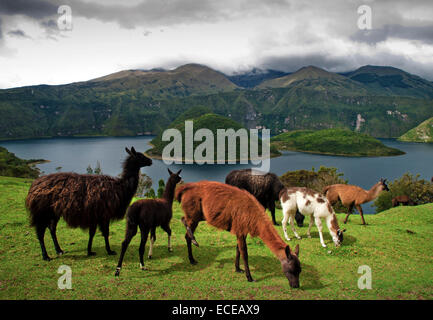 Ecuador, Llamas on pasture, Cuicocha lake in background Stock Photo