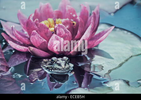 Frog in pond by a water lily, Zagreb, Croatia Stock Photo