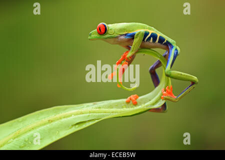 Red-eyed tree frog on the end of a leaf, Batam, Riau Islands, Indonesia Stock Photo