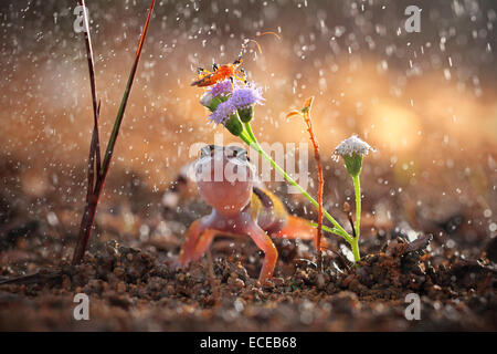 Indonesia, Gecko and butterfly on rainy day Stock Photo