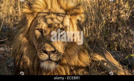 Namibia, Etosha, Scarface lion of Okaukuejo Stock Photo