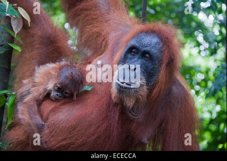 Sumatra, Orangutan with child hanging out on tree