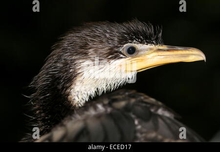 Juvenile Australian Little pied cormorant (Phalacrocorax melanoleucos, Microcarbo melanoleucos) close-up of the head Stock Photo