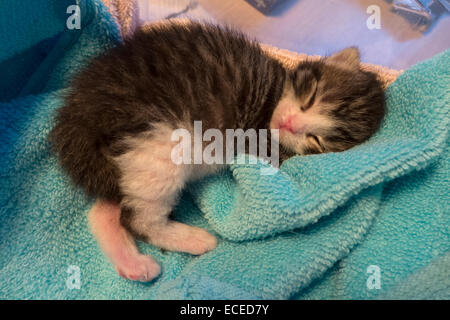 Days old kitten sleeping. Stock Photo